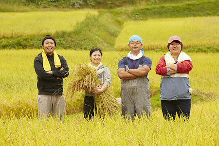 收获水稻的农民肖像工作高清图片素材