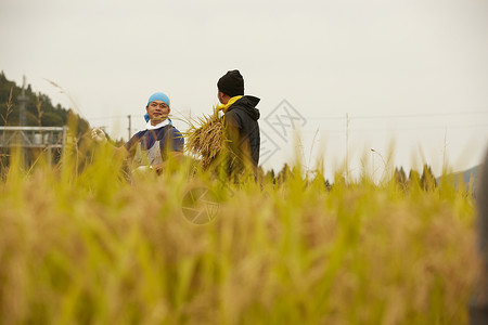 抱着稻子的农民形象自给自足高清图片素材