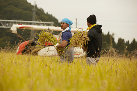 正在收稻子的农民乐活高清图片素材