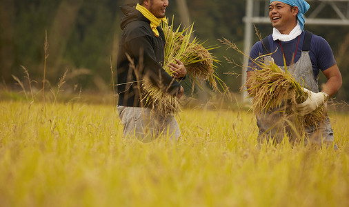 正在收稻子的农民农事高清图片素材