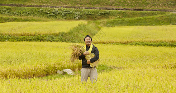 收获水稻的农民肖像米高清图片素材