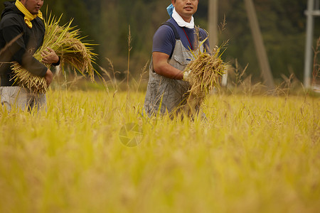 正在收稻子的农民日本高清图片素材
