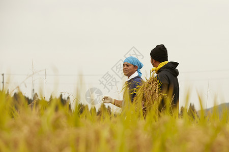 正在收稻子的农民日本人高清图片素材