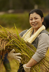 正在收割稻谷的农民制造商高清图片素材