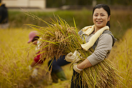 正在收割稻谷的农民女孩高清图片素材