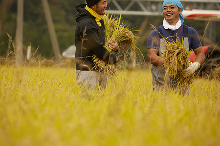 正在收割稻谷的农民广阔的高清图片素材