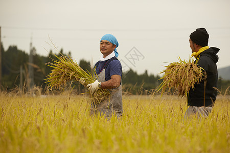 正在收割稻谷的农民男人高清图片素材