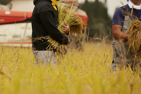 正在收割稻谷的农民稻株栽培高清图片素材