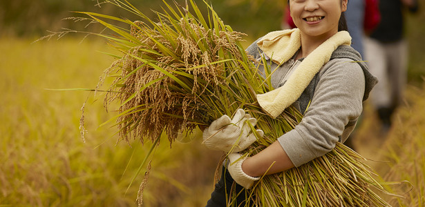 收获稻谷的农民米高清图片素材