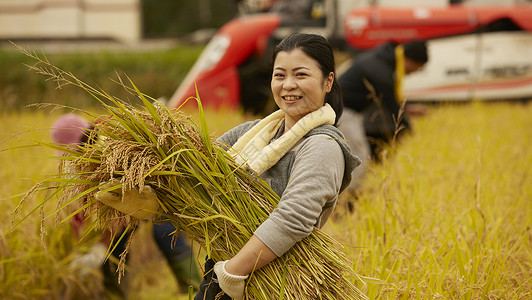 收获水稻的农民日本高清图片素材