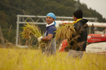农地里收获水稻的农民家族高清图片素材