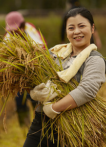 农地里收获水稻的农民形象家庭高清图片素材