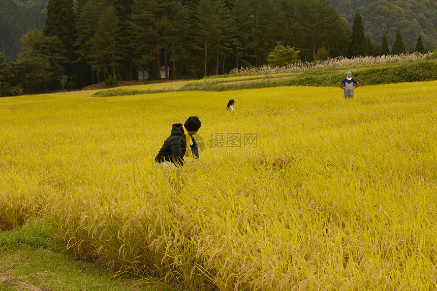 金色稻谷地里的农民图片