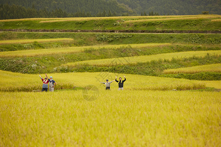金色稻谷地里的农民图片