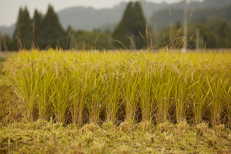 小麦田稻谷高清图片素材