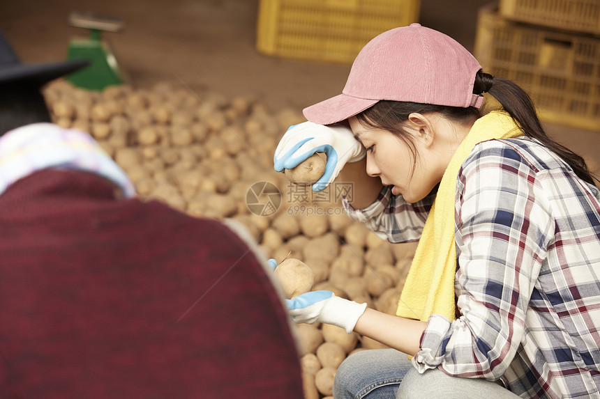 给土豆装箱疲惫的女工人图片