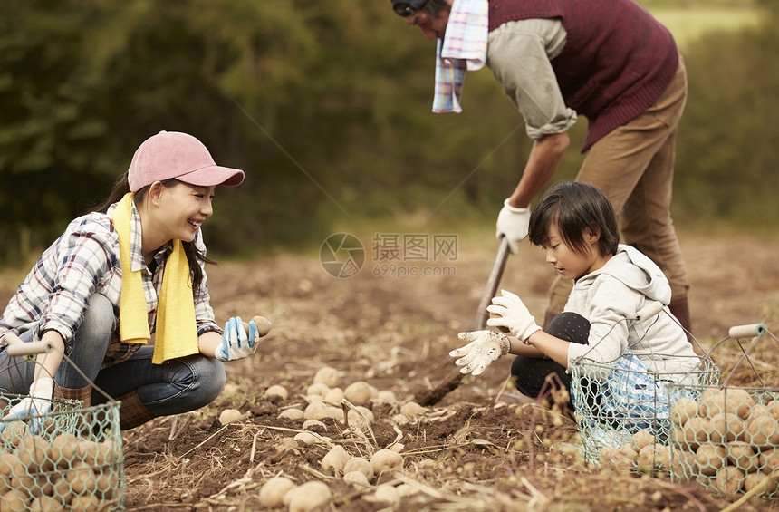 一家人在地里挖土豆图片