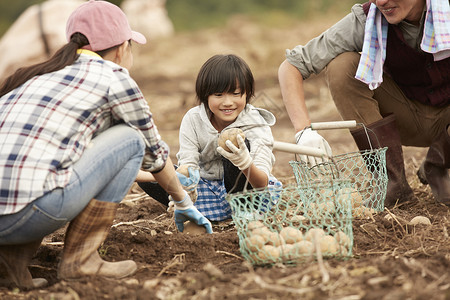 女孩在领域一家人在田里挖土豆背景