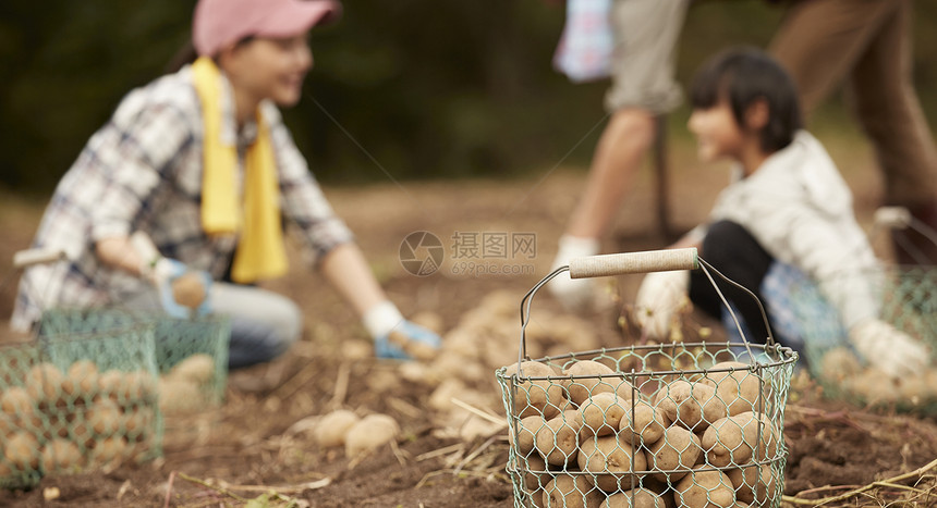 田地里的一筐土豆特写图片