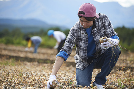 青年人体验农业种植收割洋葱体力劳动高清图片素材