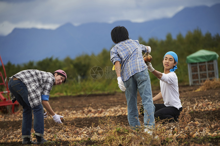 青年人体验农业种植收割洋葱图片