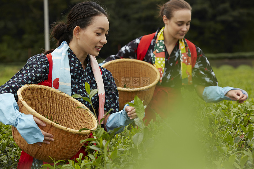 采茶女在采摘茶叶图片