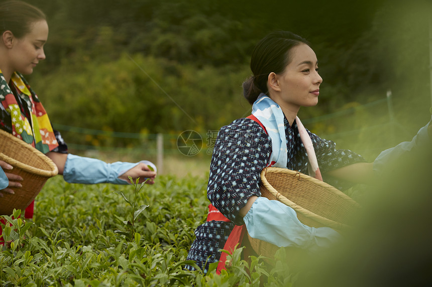 在茶园采茶的女子图片