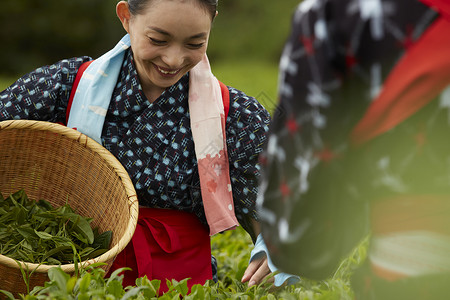 采摘茶的日本妇女图片
