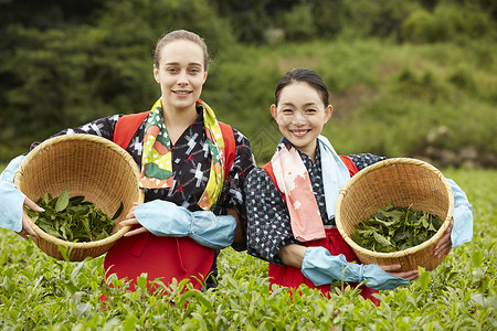 采摘茶叶的妇女图片