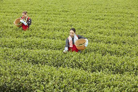  茶田里的两名女性在采茶图片