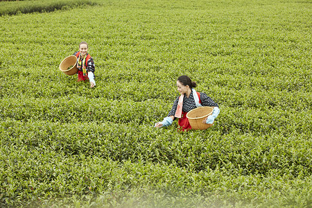  茶田里的两名女性在采茶图片