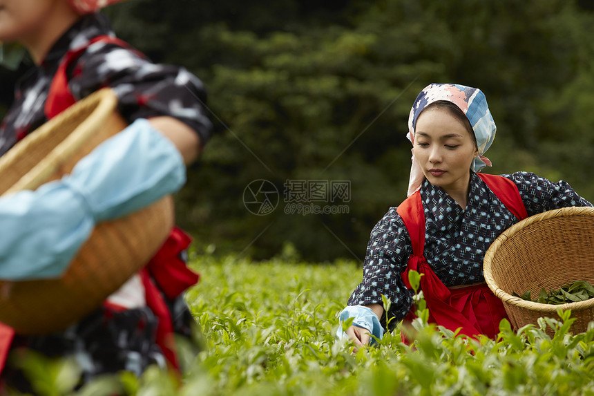  采摘茶叶的两名女性图片