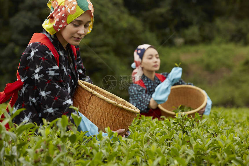  外国采茶女图片