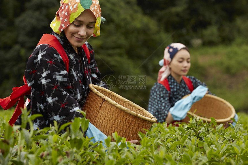  采茶的外国女性图片