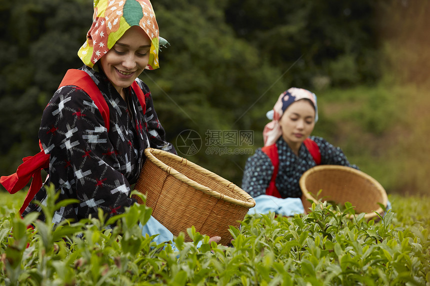  茶田里的两名采茶女图片