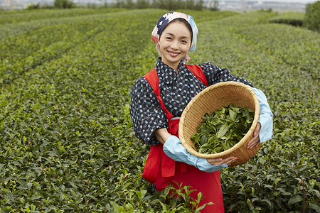  微笑的采茶女孩图片