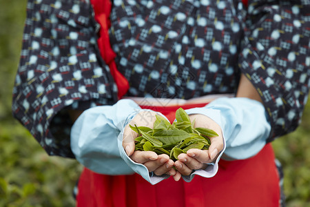 手捧茶叶的妇女图片