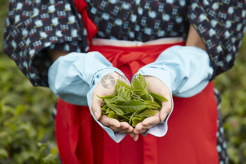 手捧茶叶的妇女图片