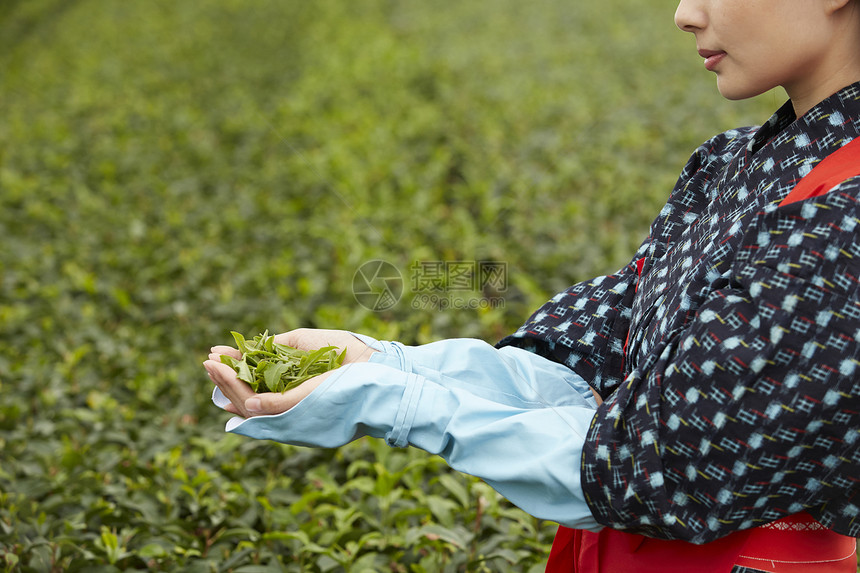 手捧茶叶的妇女图片