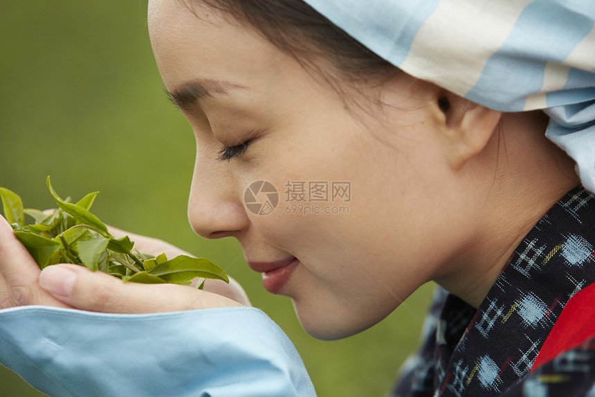 采摘茶叶的女人图片