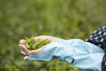 手捧茶叶的女子图片