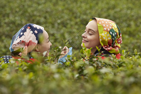 在茶园采摘茶叶的女子图片