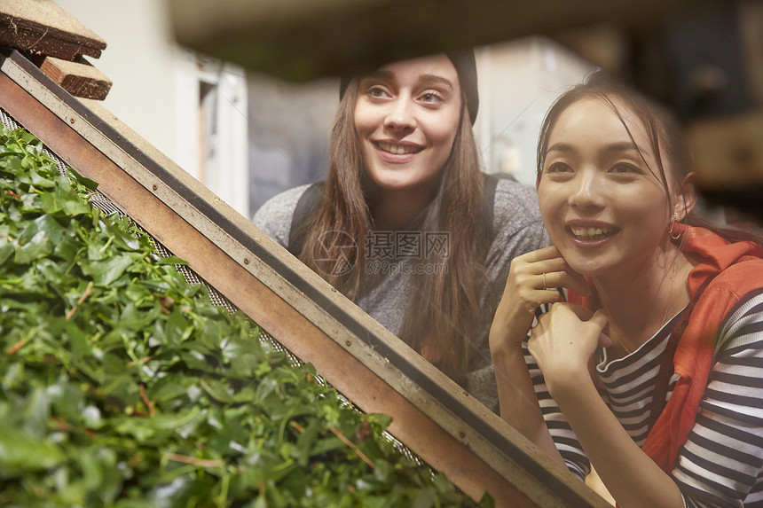 青年女子参观茶叶加工厂图片