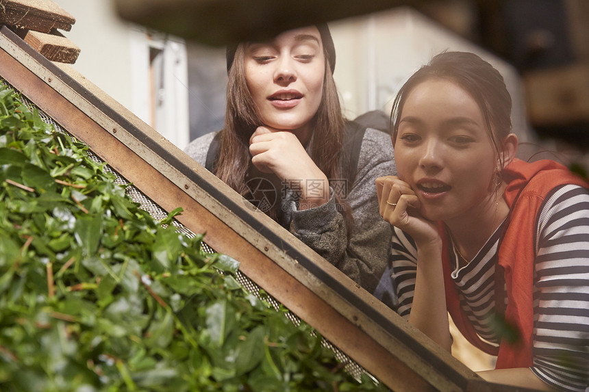 青年女子参观茶叶加工厂图片