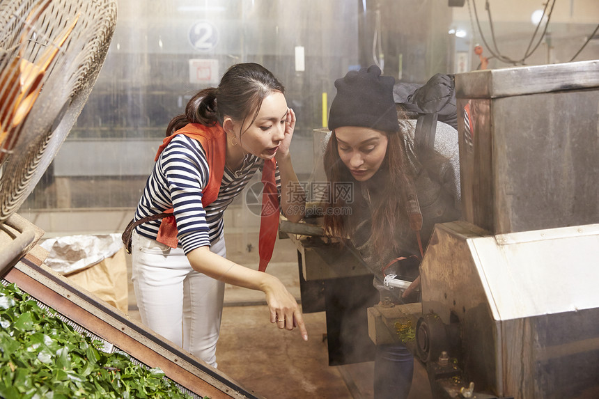 年轻女子参加茶叶加工厂图片