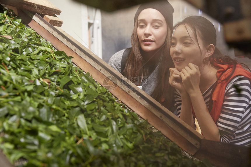 年轻女子参加茶叶加工厂图片