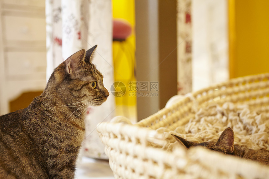 一只站着的猫和一只藏起来的猫图片