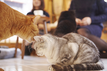 猫咖的两只猫日本人高清图片素材