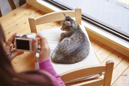 在猫咖给猫拍照的女人室内设计高清图片素材