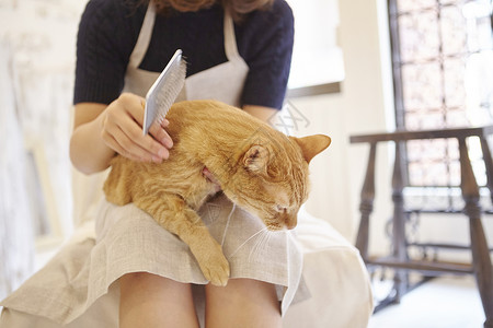 在猫咖给猫梳毛的女人店员高清图片素材